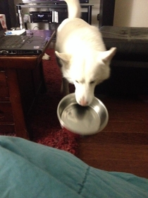 He likes to walk his bowl around the coffee table so we can see how empty it is