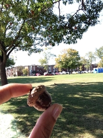 He stole my strawberry I grabbed his acorn he dropped Now were just staring at each other waiting for the next one to make a move