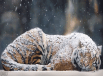 He thinks hes a snow tiger