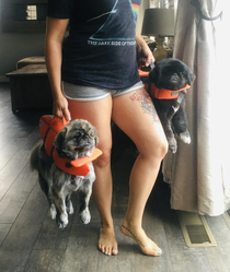 Heading to the lake for the first time with the pups They love their new vests