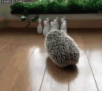 Hedgehog bowling