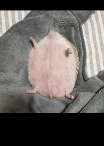 Hedgehog getting a afternoon nap in look at that pink belly