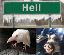 Hell does freeze over some crows are white and a pig does fly