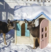 Hello deer Im home