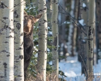 Hello elk