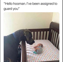 Hello hooman