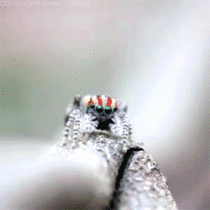 Hello Mr Peacock Spider youre on reddit 