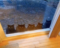 Hello we know you are single and over  Let us in
