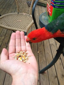 Hello yes the seed is just there please stop biting me