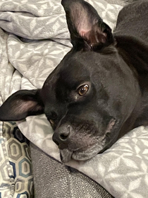 Help My dog looks like a gremlin
