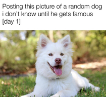 Help this dog out