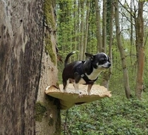 Helpless chihuahua gets high on mushrooms