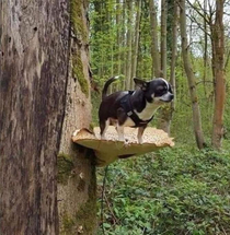 Helpless chihuahua got high on mushrooms