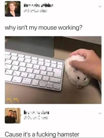 Her wireless hamster isnt working