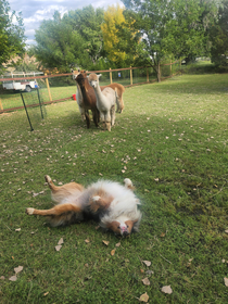 Herding abilities temporarily disabled due to urgent back scratchies