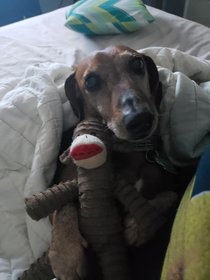 Here is a funnycute photo of my dog His name is Dash PS I love his monkey