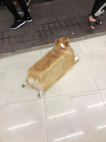 Here is an inbread dog