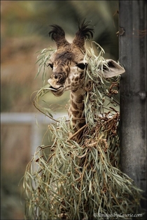 Here Its Ghillie suit not yet fully assembled we get rare glimpse of the beautiful but deadly Sniper Giraffe