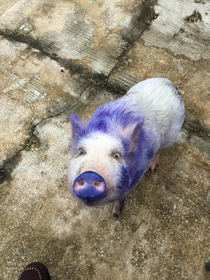 Here my pig he got into hair dye