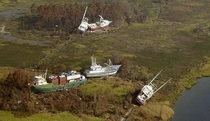 Here we see a pack of wild boats as they climb ashore and forage for food