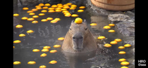 Heres a Capybara with an orange 