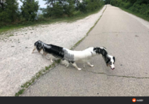 Heres a dog photobombing a panorama picture