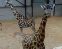 Heres a few Baby Giraffes layin Zooomies