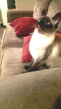 Heres a pic of my friends derp cat