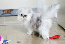 Heres that fuckin cat as a kitten It looks cuter that way