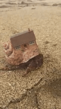 Hermit crab with actual house on its shell