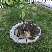 hes been digging up our beauty bark for the pear tree to make a spot where he can lay down