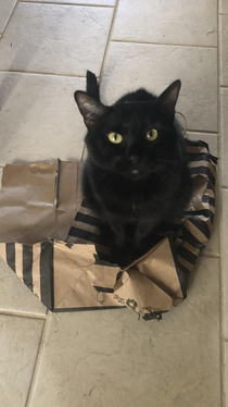 Hes graduated from boxes and now sitssleeps on dilapidated shopping bags