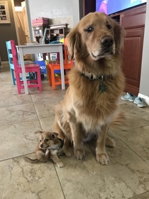 Hes not sure about his new little buddy