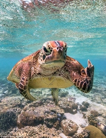 Hey Arent you the guys bleaching my coral Sure Ill take a picture image via Mark Fitz Australia