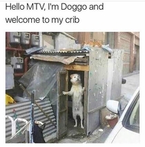 Hey Im doggo and welcome to my crib