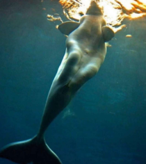 Hey Its a mermaid Its a beluga whale smarty