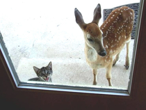 Hey mom can Bambi come over for dinner