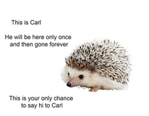 Hi Carl