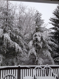 Hidden snow dog