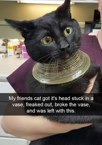 Hilarious Cat Snapchats dump