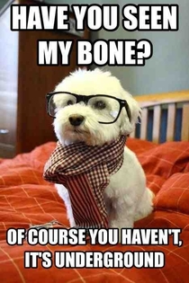 Hipster Dog needs to find his bone