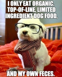 Hipster pets