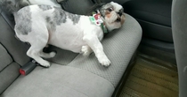 His groomer put a Christmas bandanna on him today I could be wrong but I think he liked it