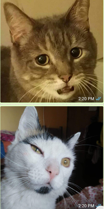 HOA at my new apartment building requires photos of our cats so I obliged