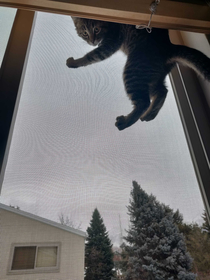 Hold my catnip while I scale this screen door