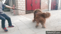 Holding back a Tibetan mastiff