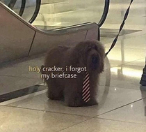 holy cracker