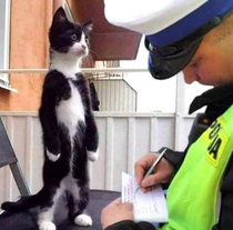 Honest Officer That catnip isnt mine