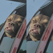 Honestly my dog is an idiot sometimes