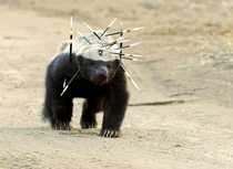 Honey badger still dont care